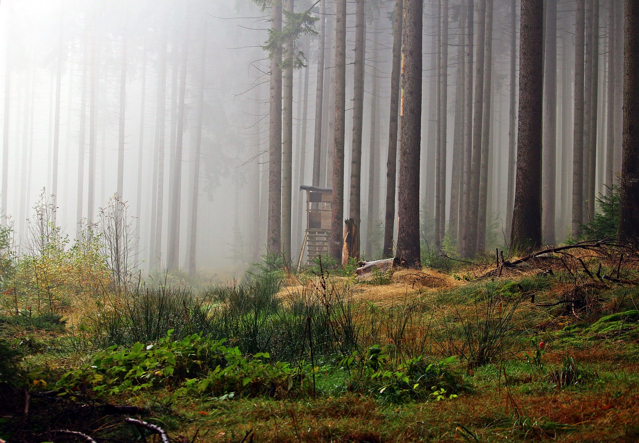 fog forest perch free photo