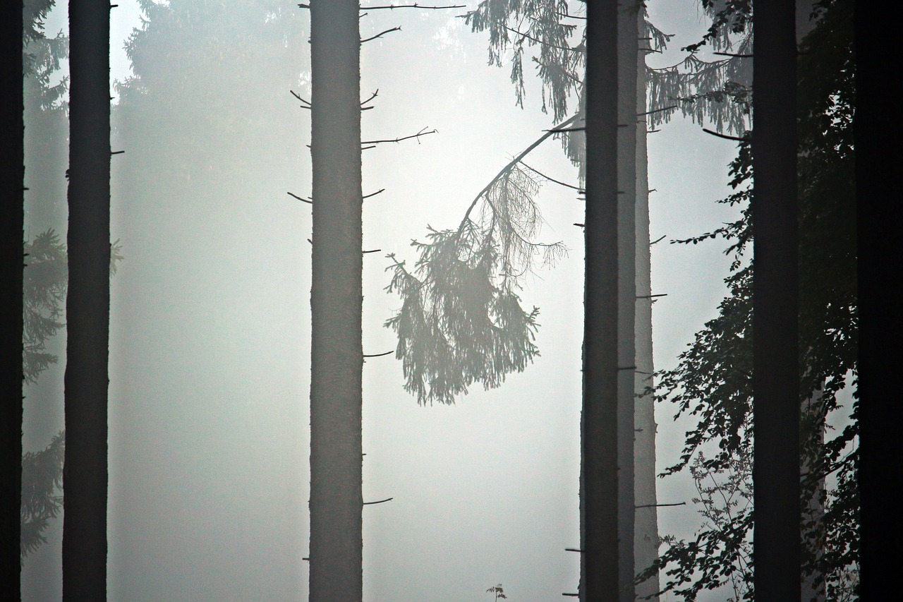 fog trees forest free photo