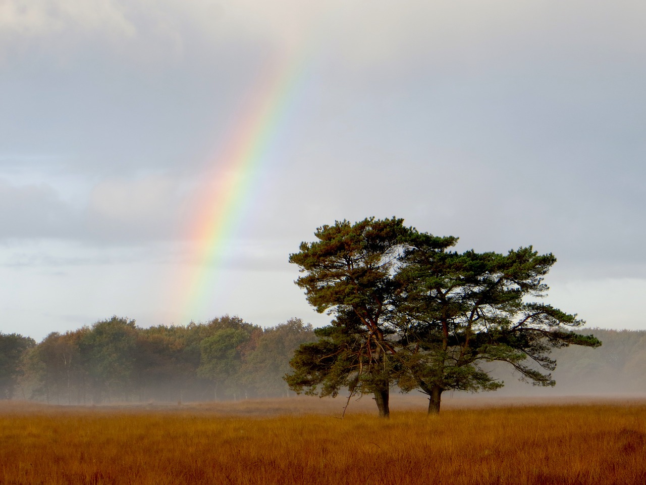rainbow landscape tree free photo