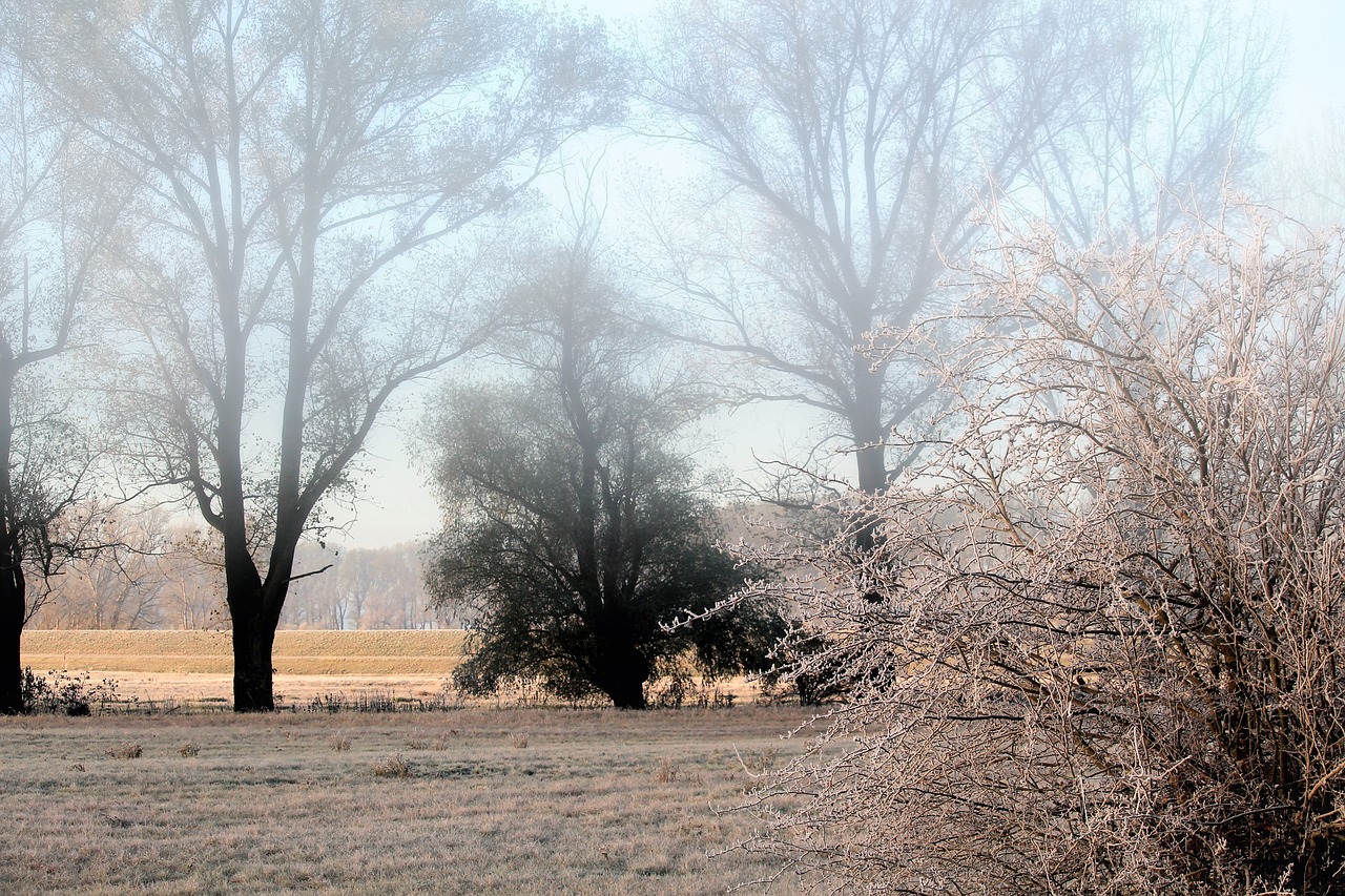 fog landscape trees free photo