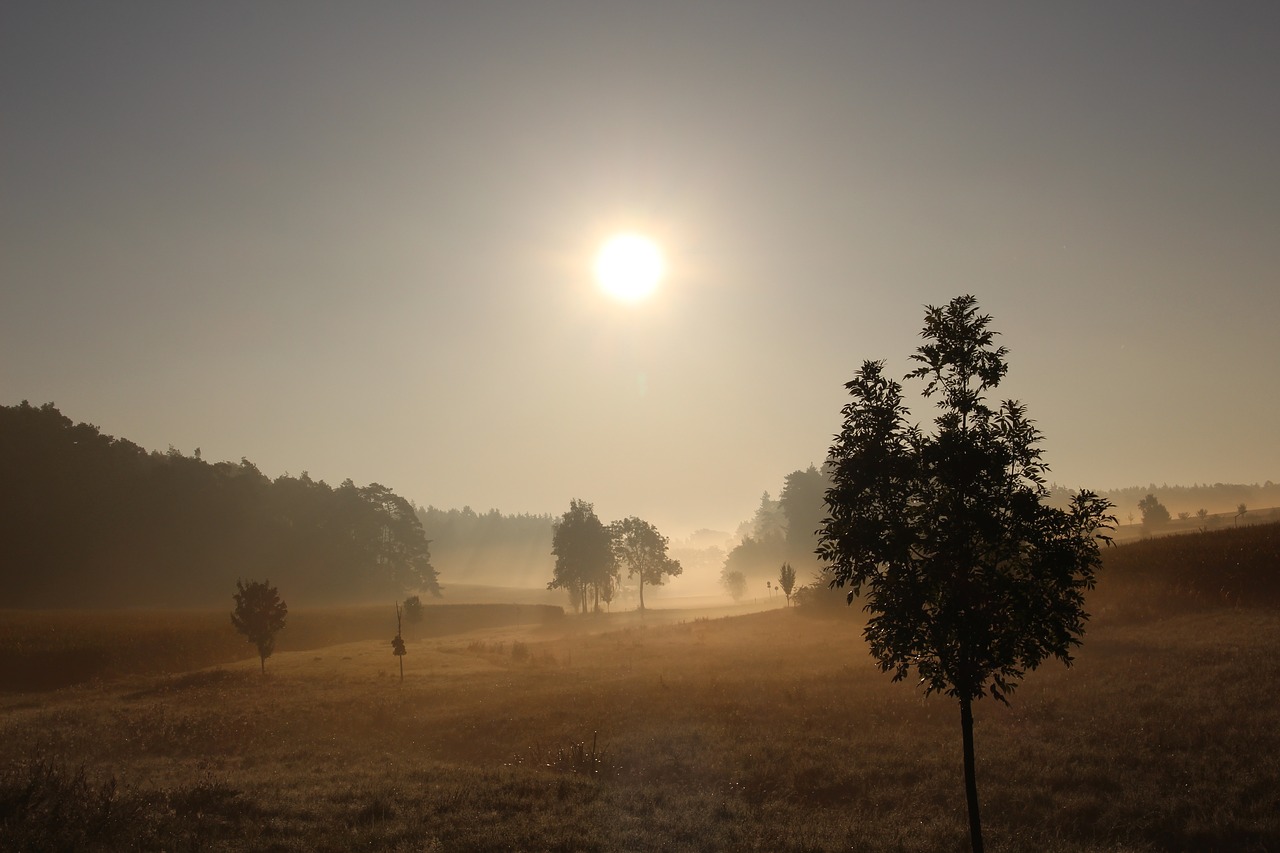 fog foliage grass free photo