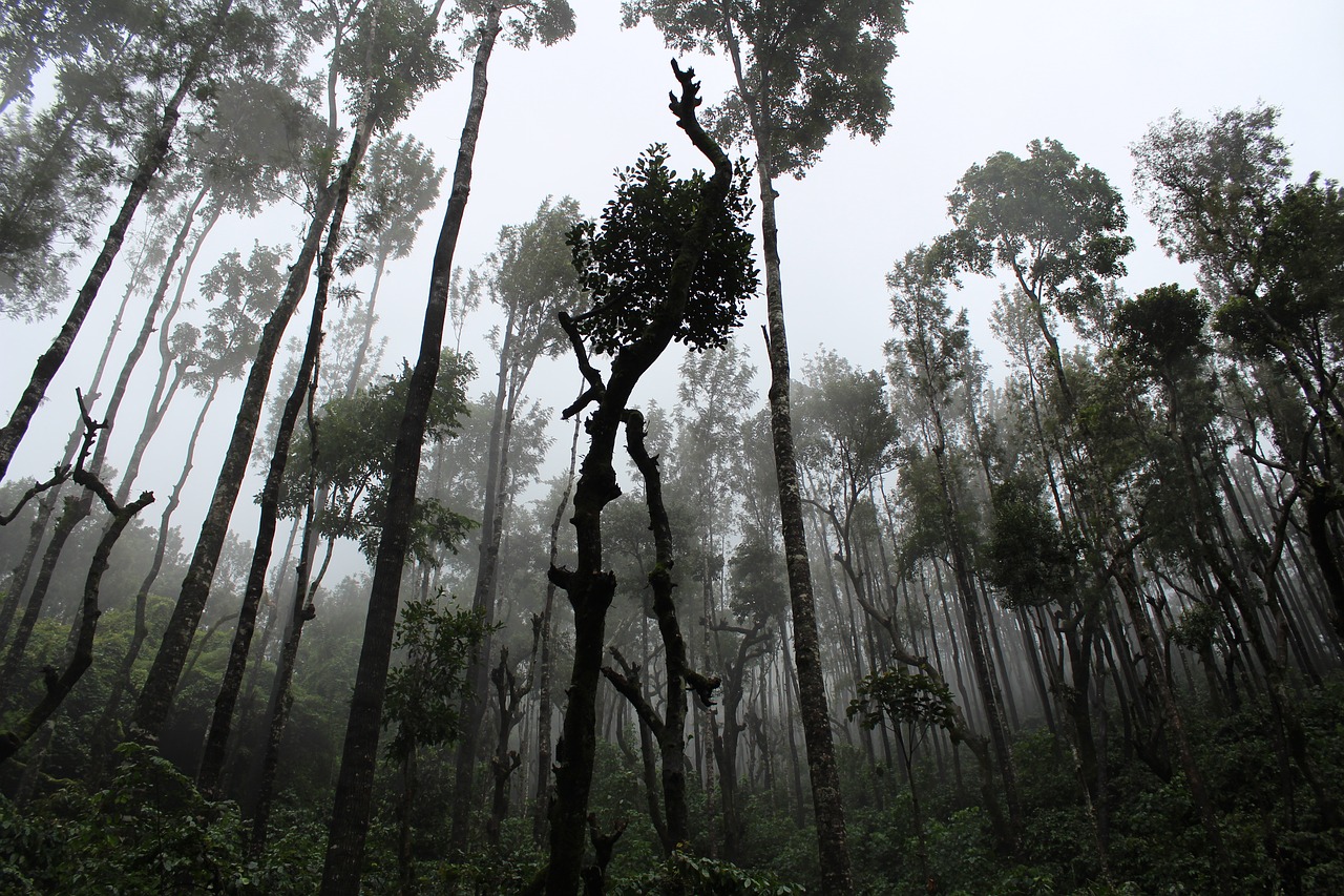 fog forest mist free photo