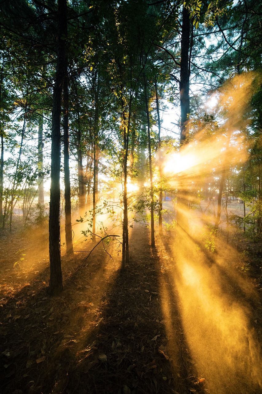 fog forest landscape free photo