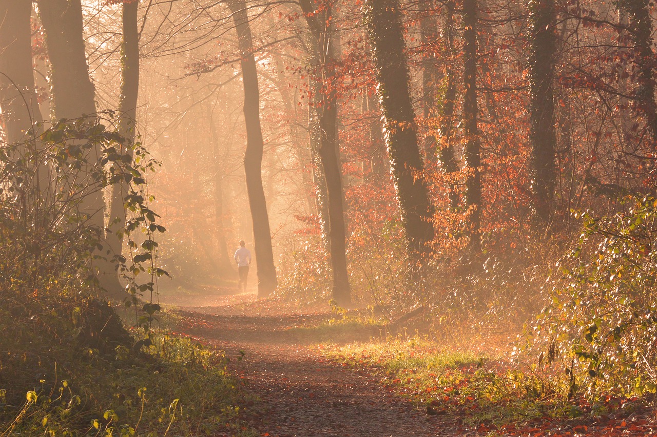 fog forest autumn free photo