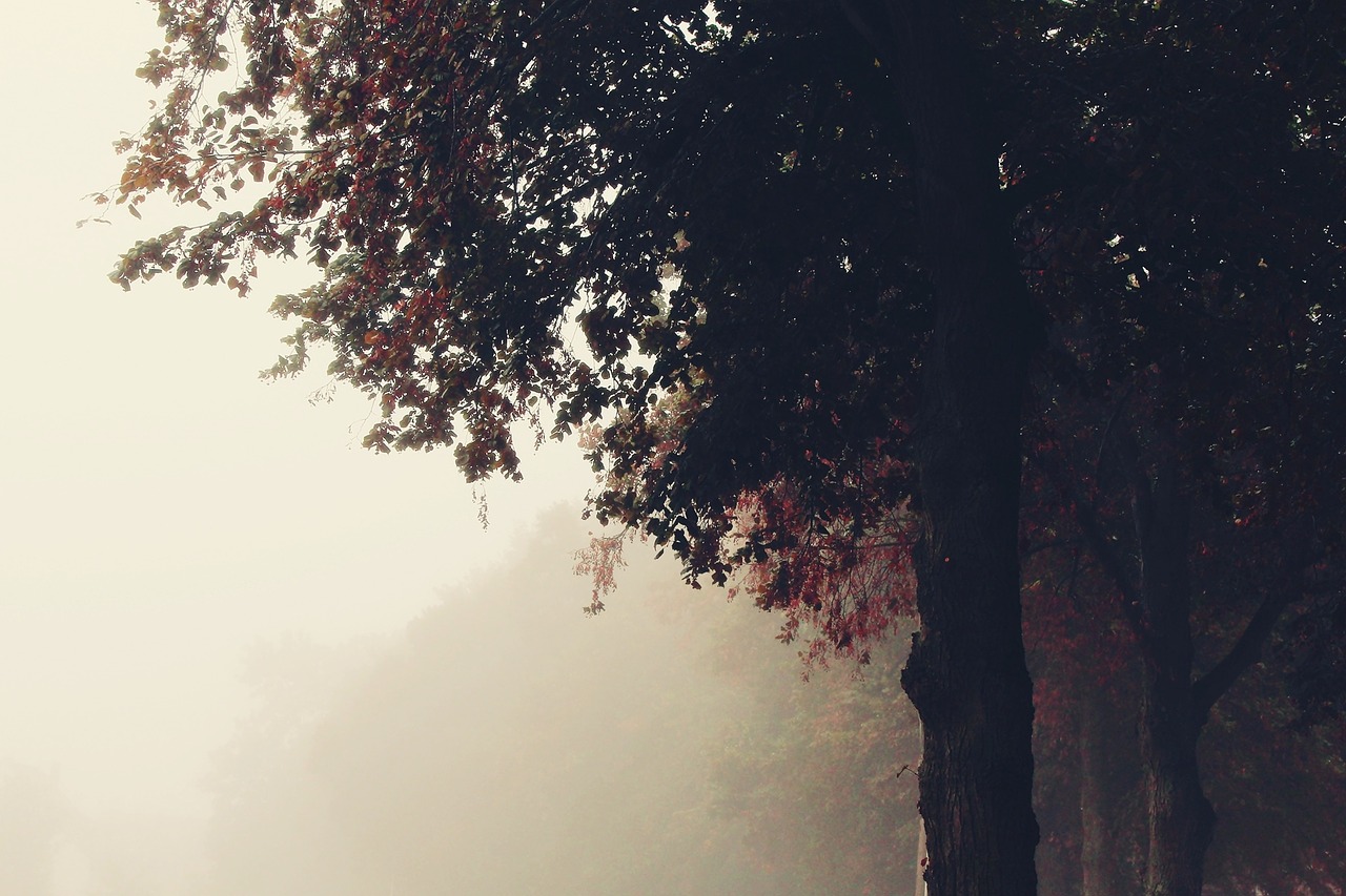 fog trees nature free photo