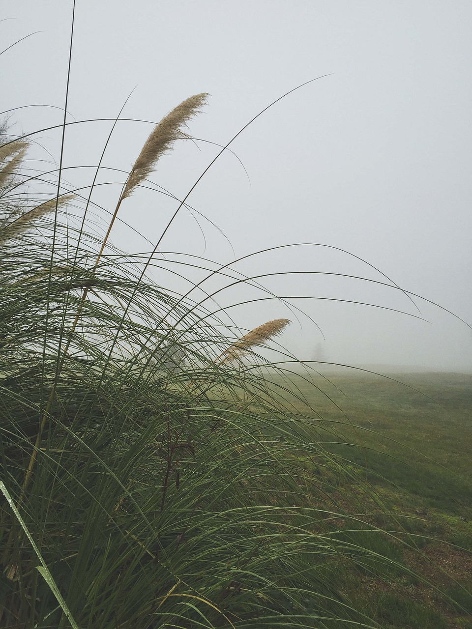fog grass weeds free photo