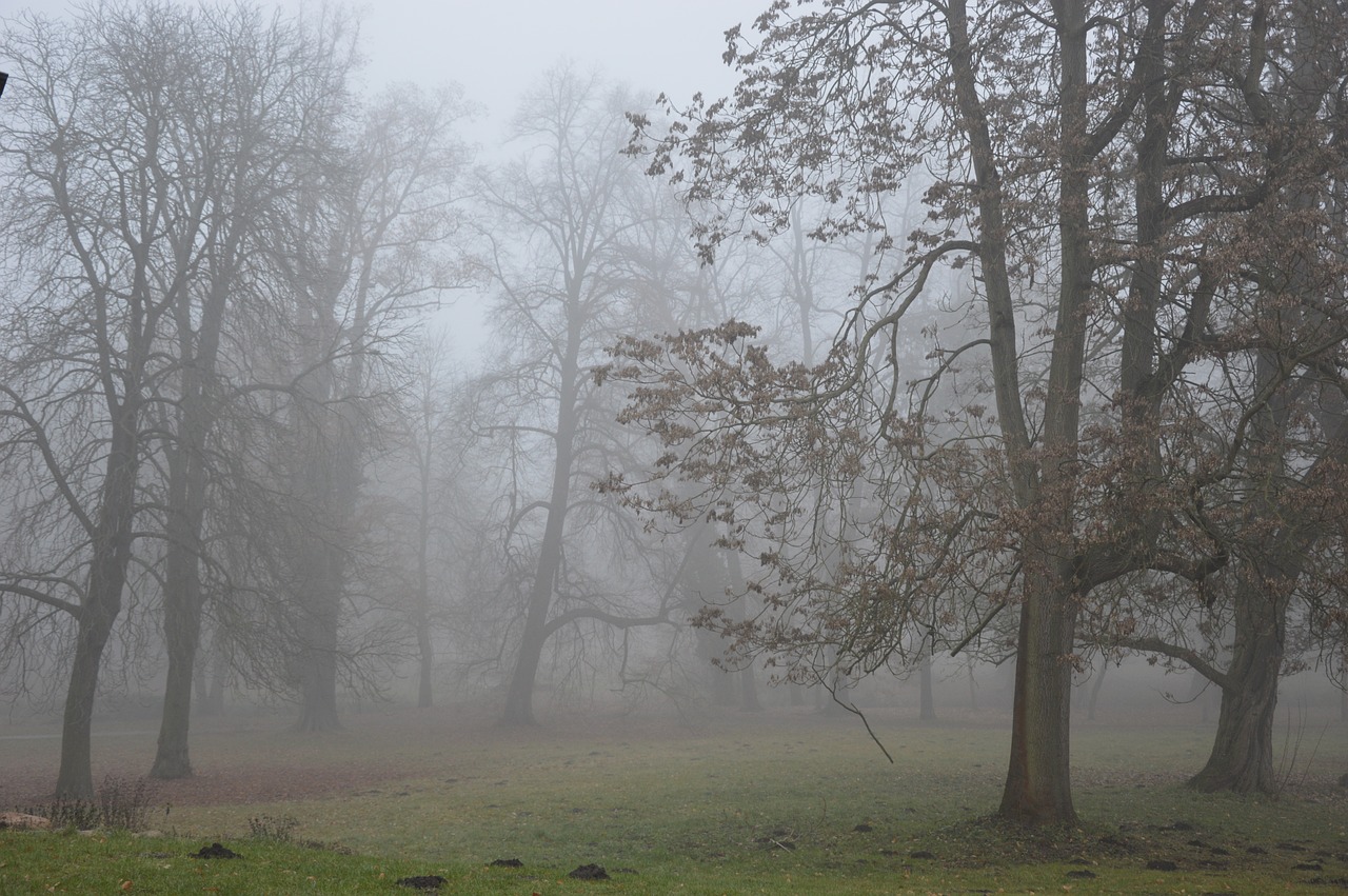 fog autumn trees free photo