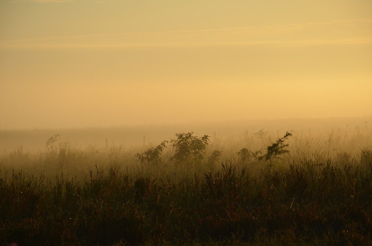 fog field mist free photo