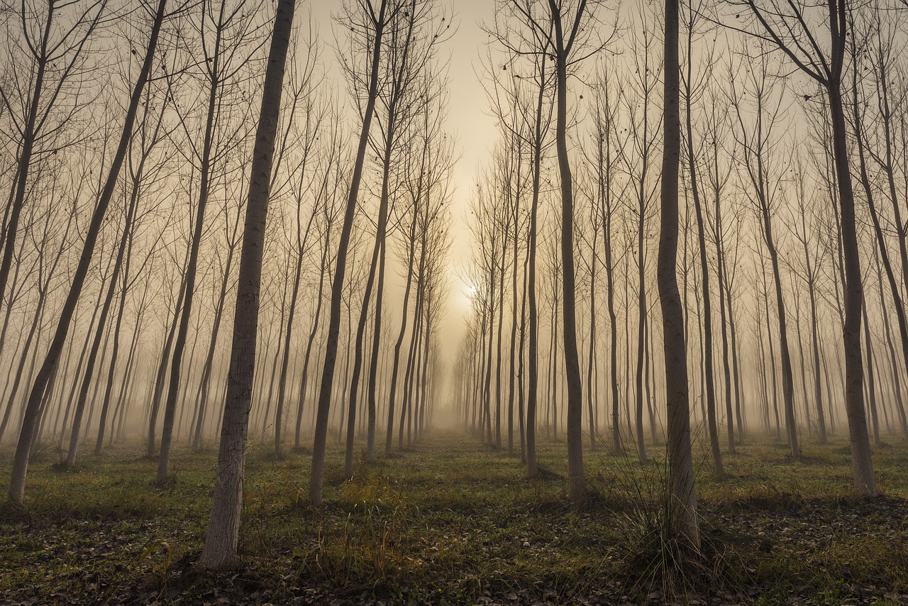 fog tree landscape free photo