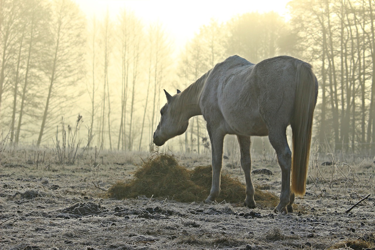 fog horse mold free photo