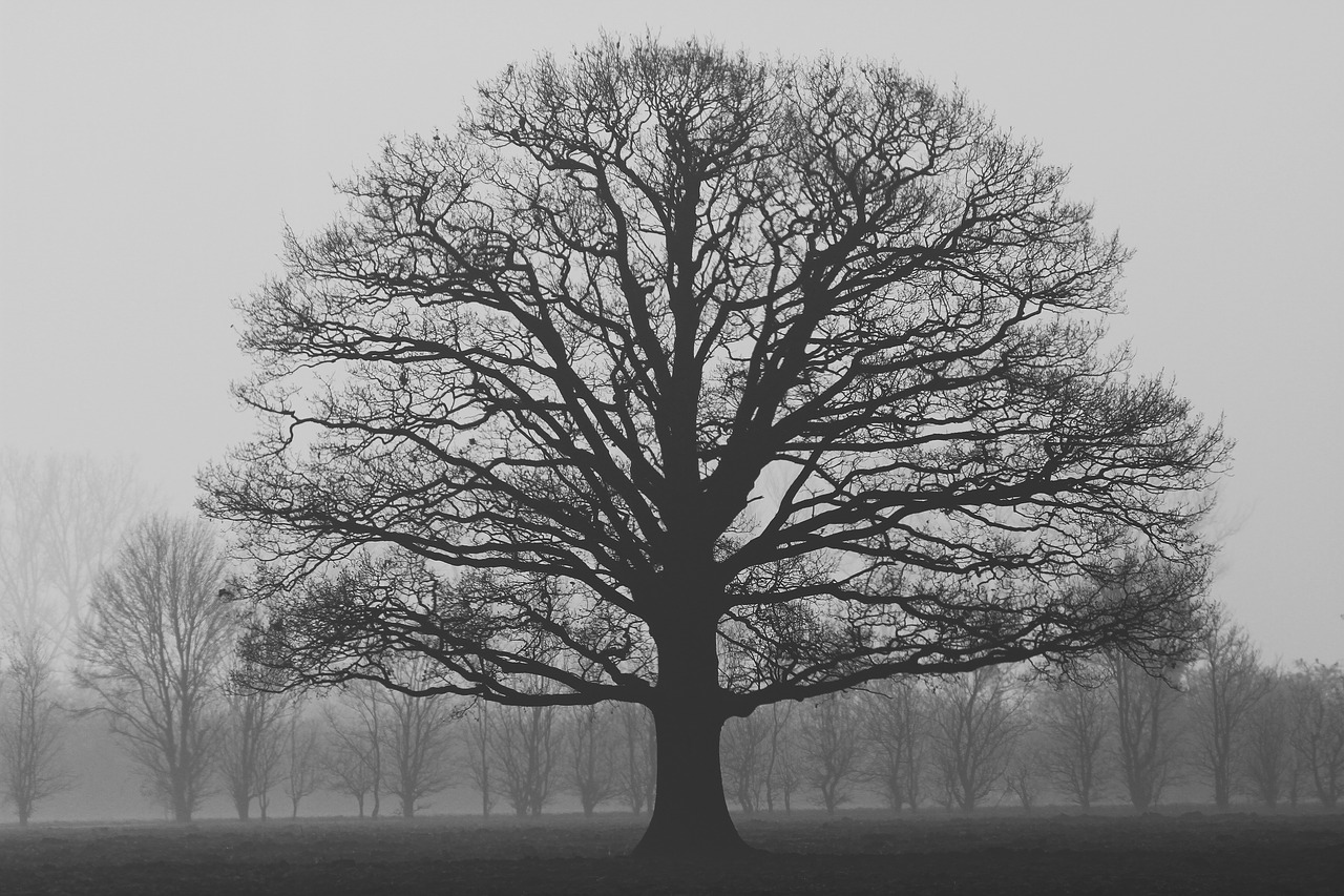 fog solitaire tree free photo