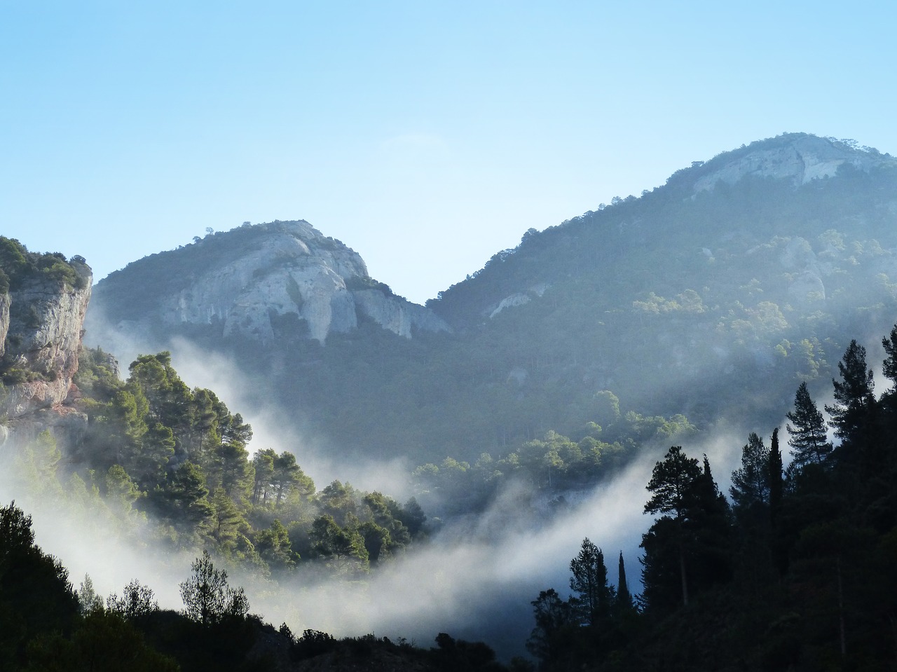 fog mountain trees free photo