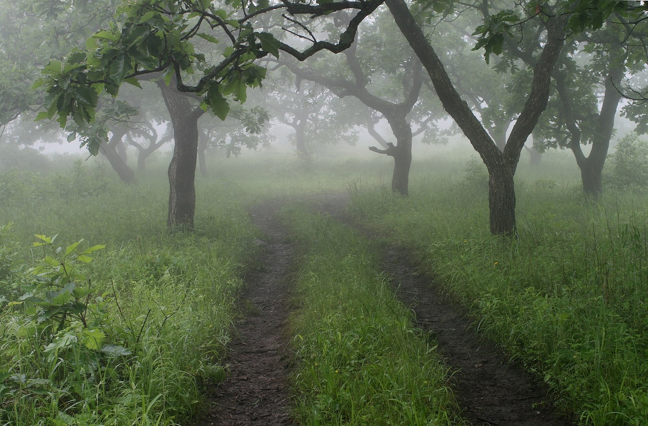 fog road russia free photo