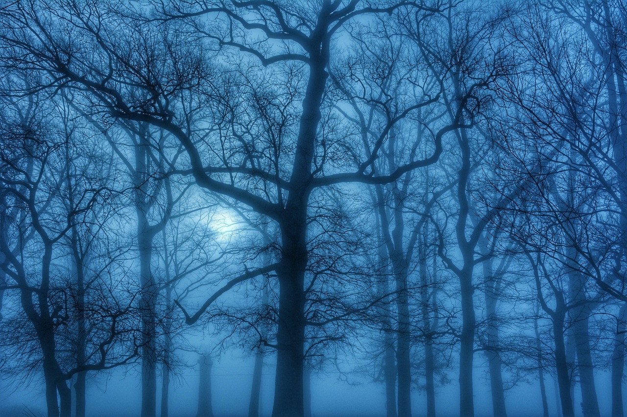 fog trees march free photo
