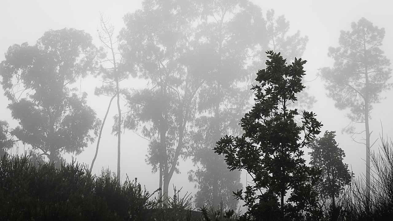 fog mato forest free photo