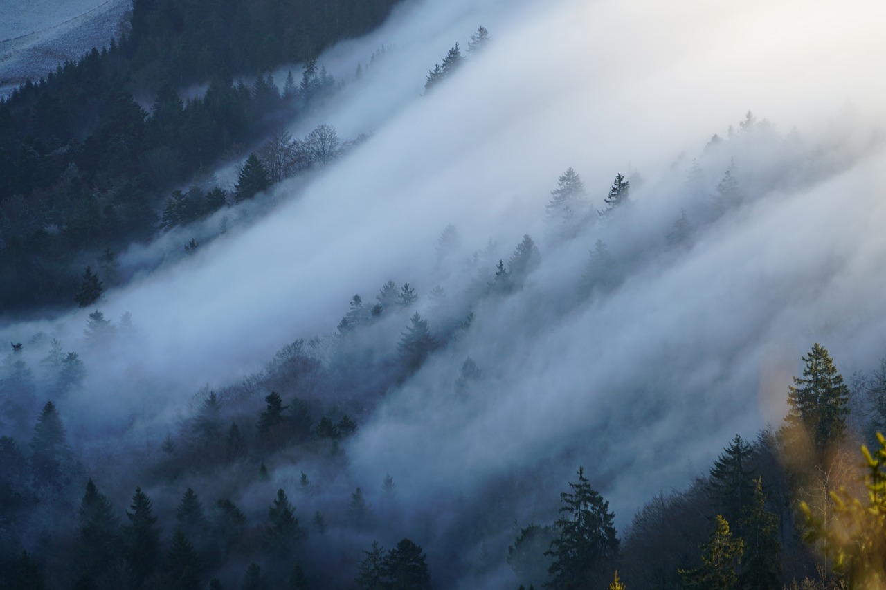 fog nebellandschaft wave of fog free photo