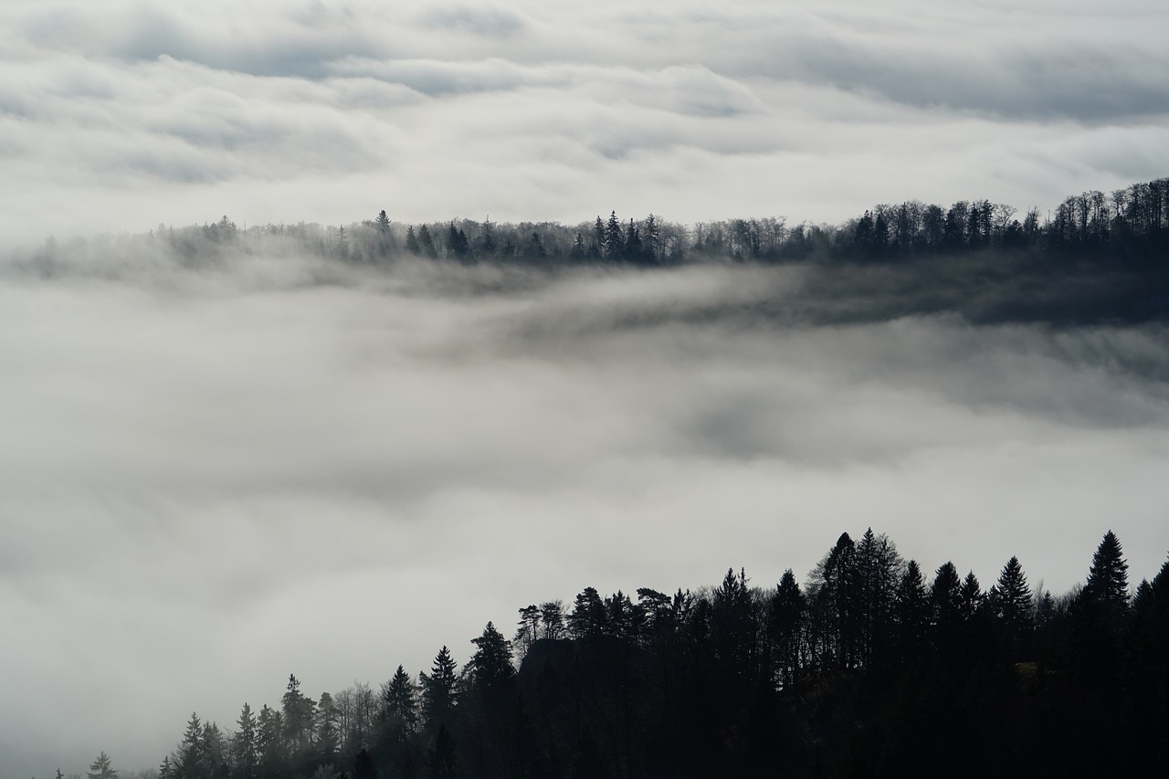 fog nebellandschaft forest free photo