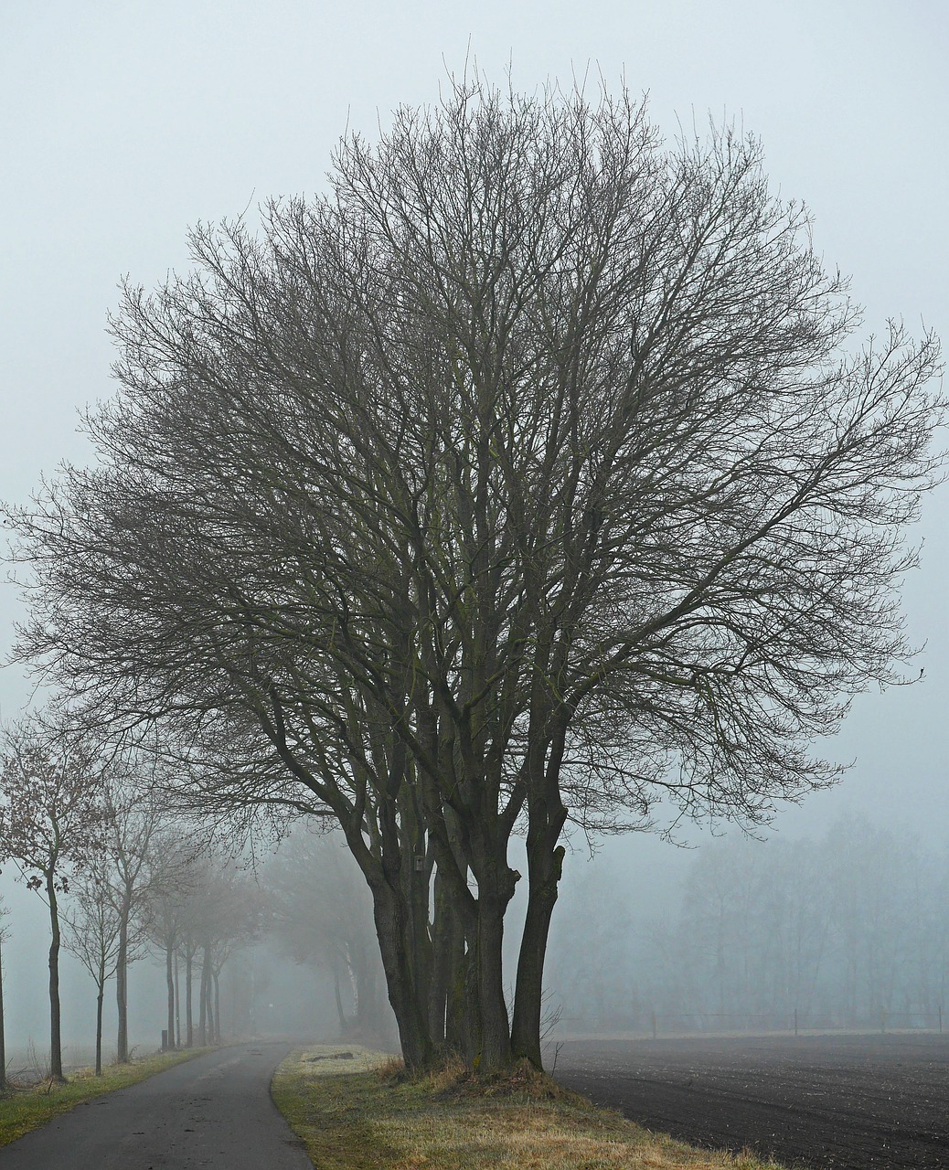 fog winter's day protected landscape area free photo