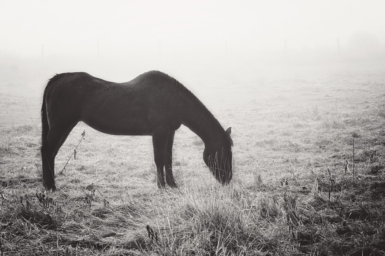 fog horse life free photo