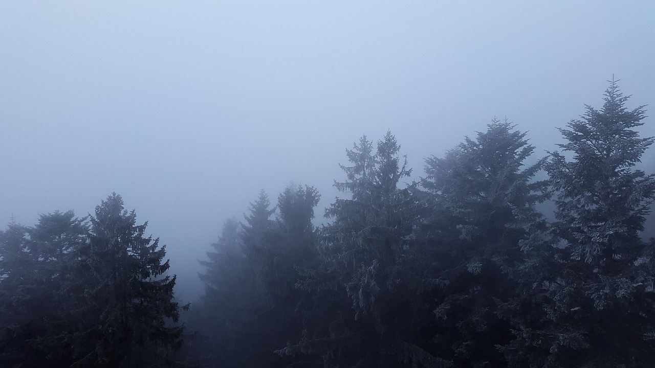 fog canopy treetop free photo