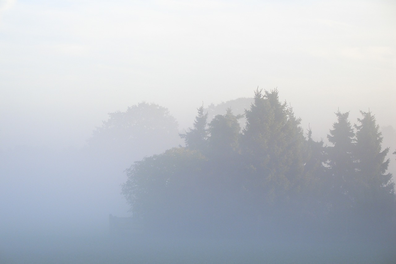 fog trees nature free photo