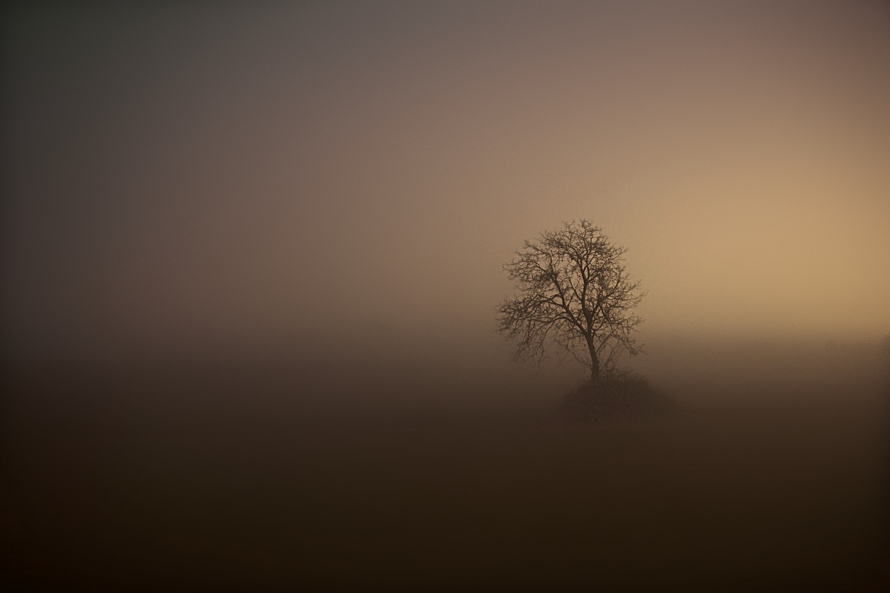 fog tree night free photo