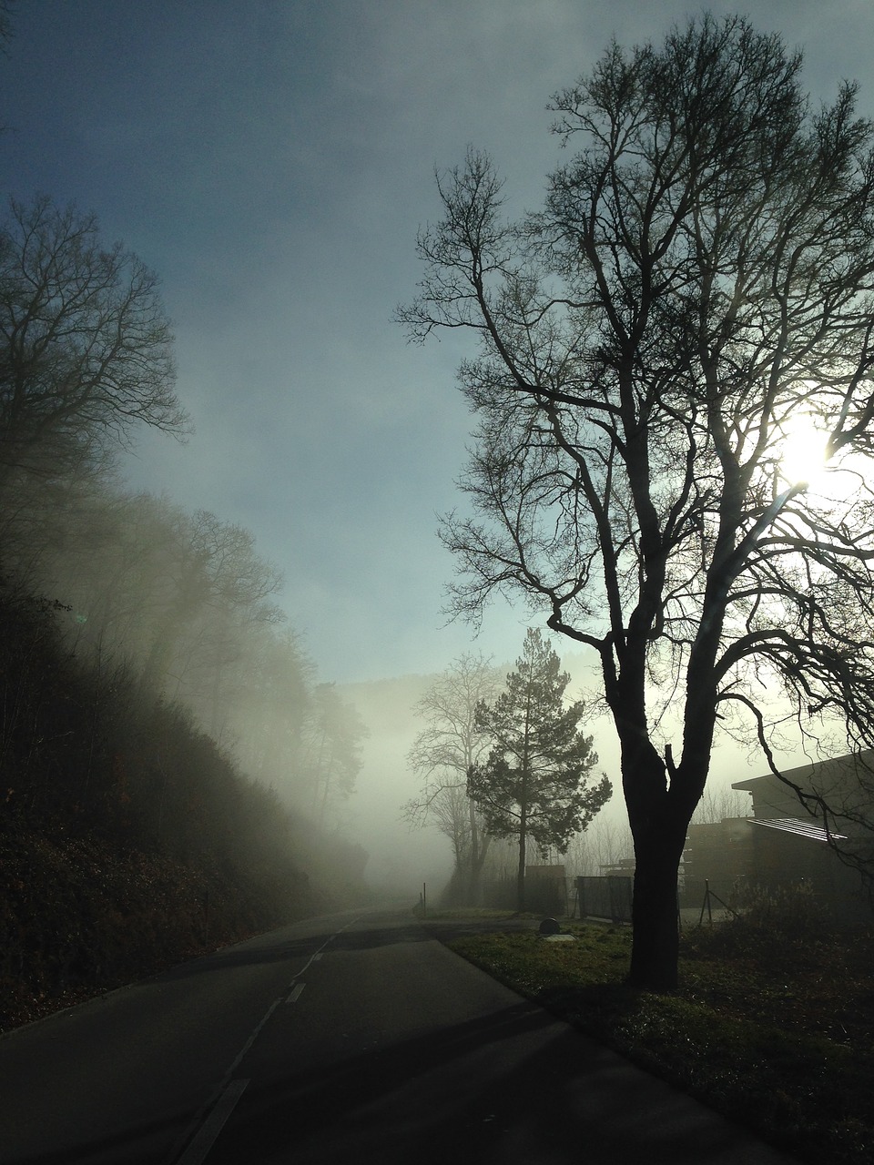 fog tree mood free photo