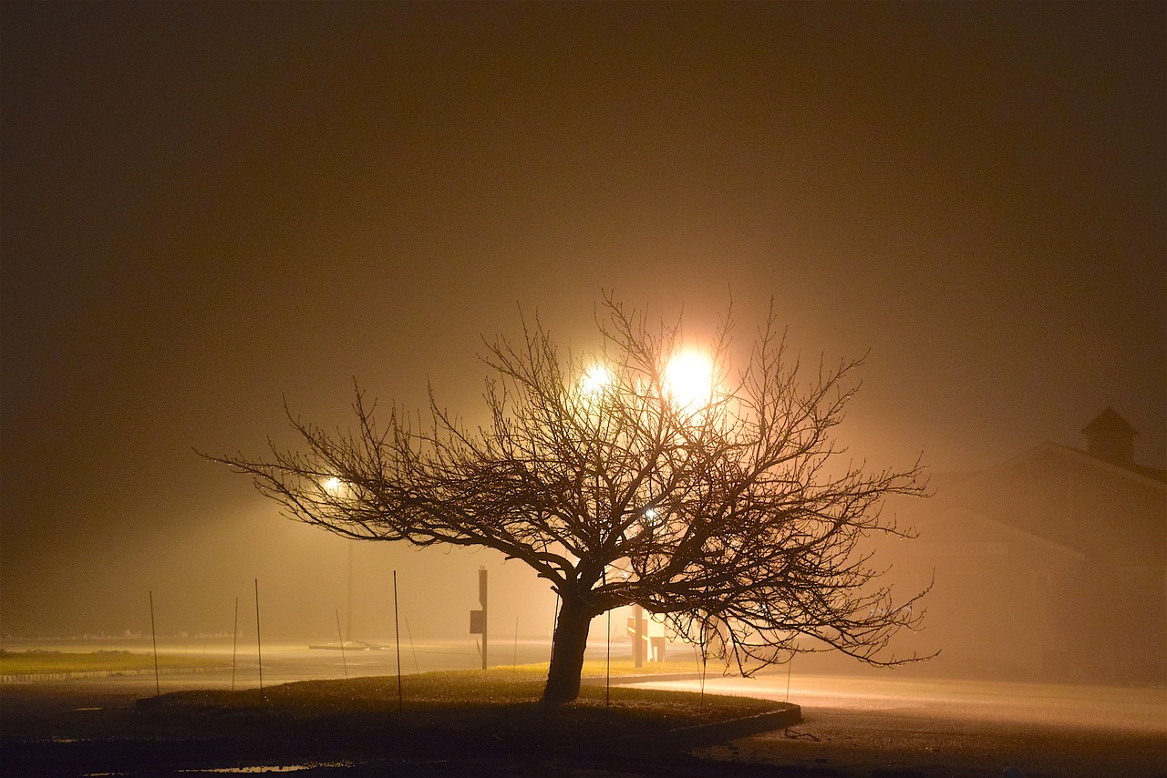 fog night tree free photo