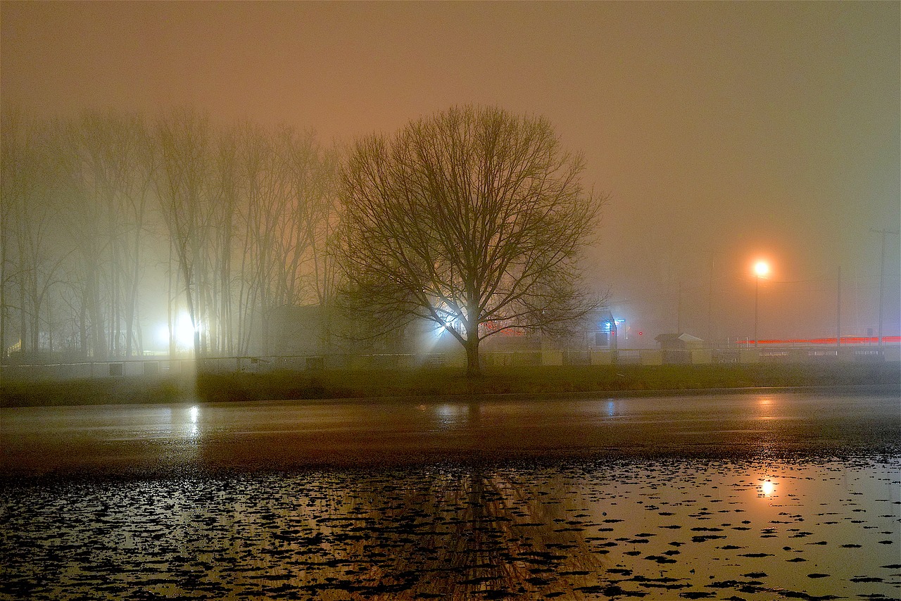 fog night tree free photo