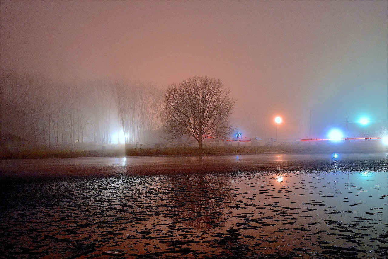 fog night tree free photo