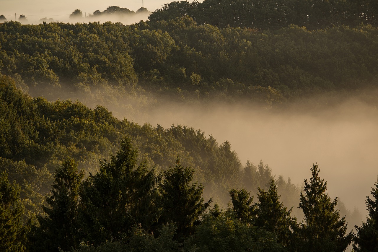 fog forest mountains free photo