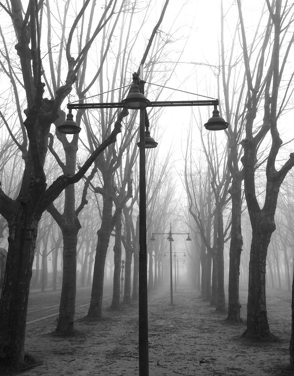 fog trees place free photo