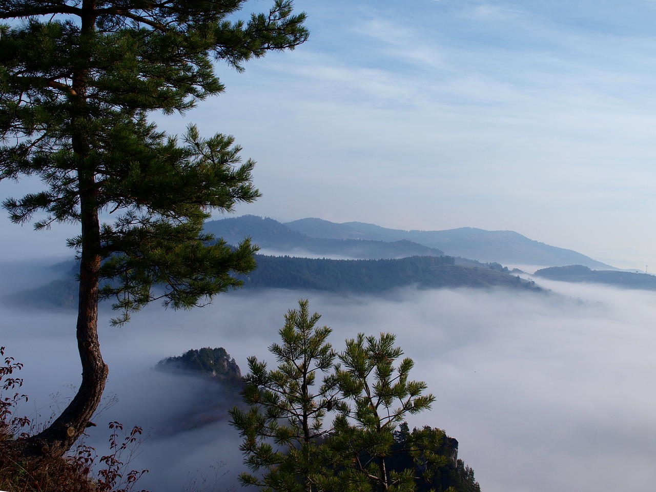 fog pine slovakia free photo