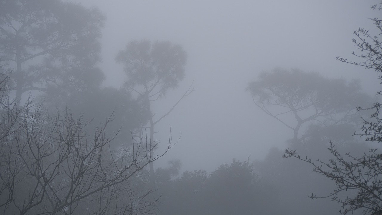 fog grey dreary free photo