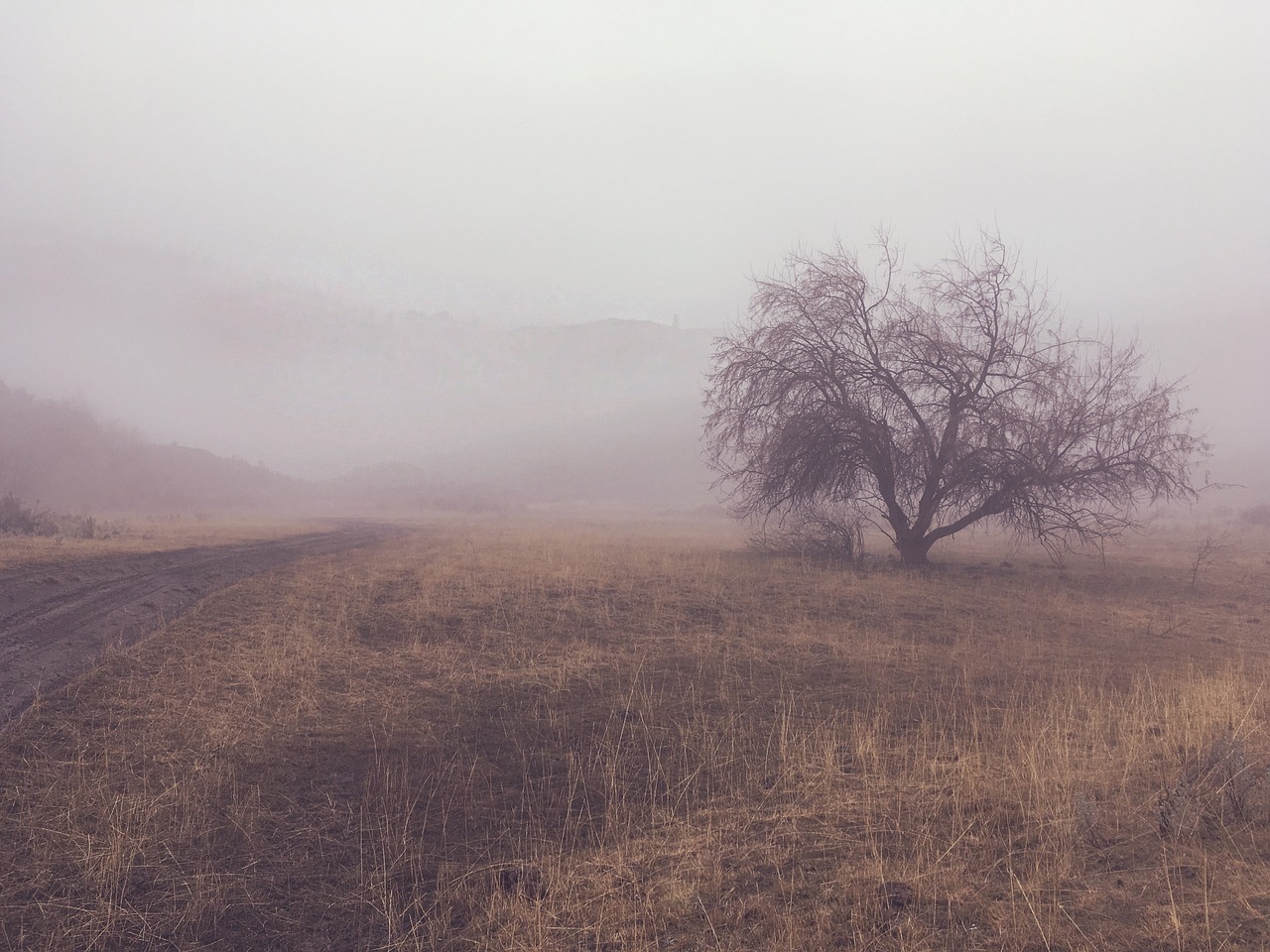 fog tree landscape free photo