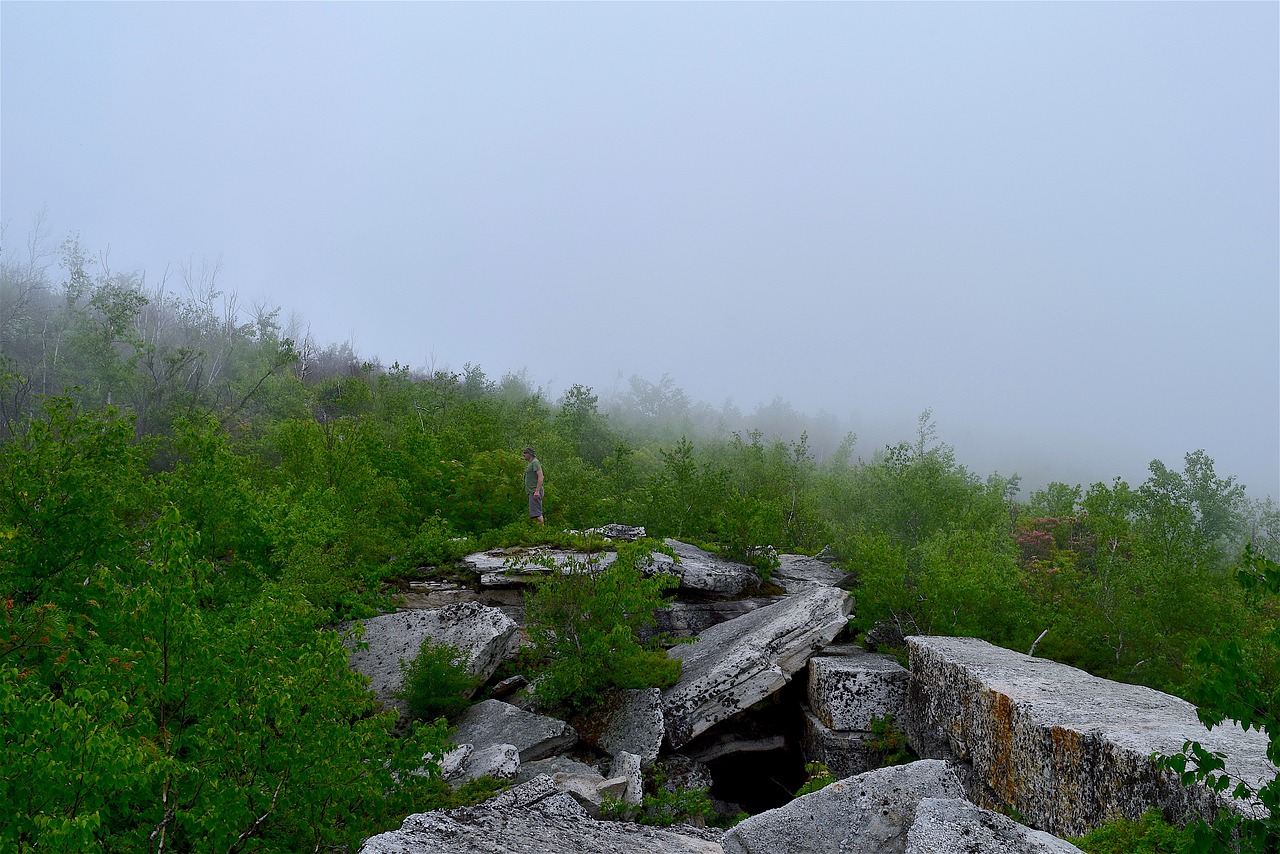 fog forest stone free photo