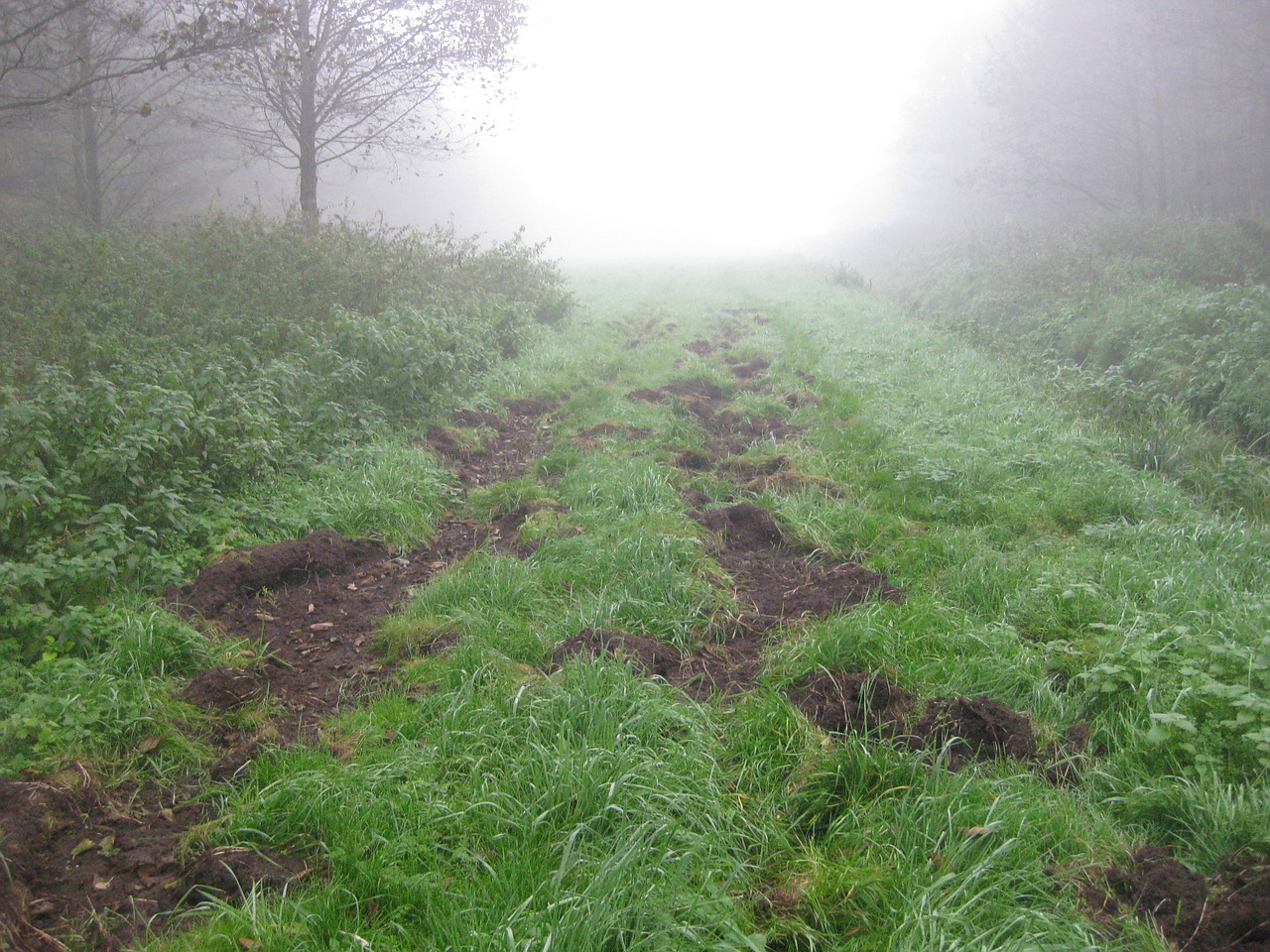 fog autumn forest free photo