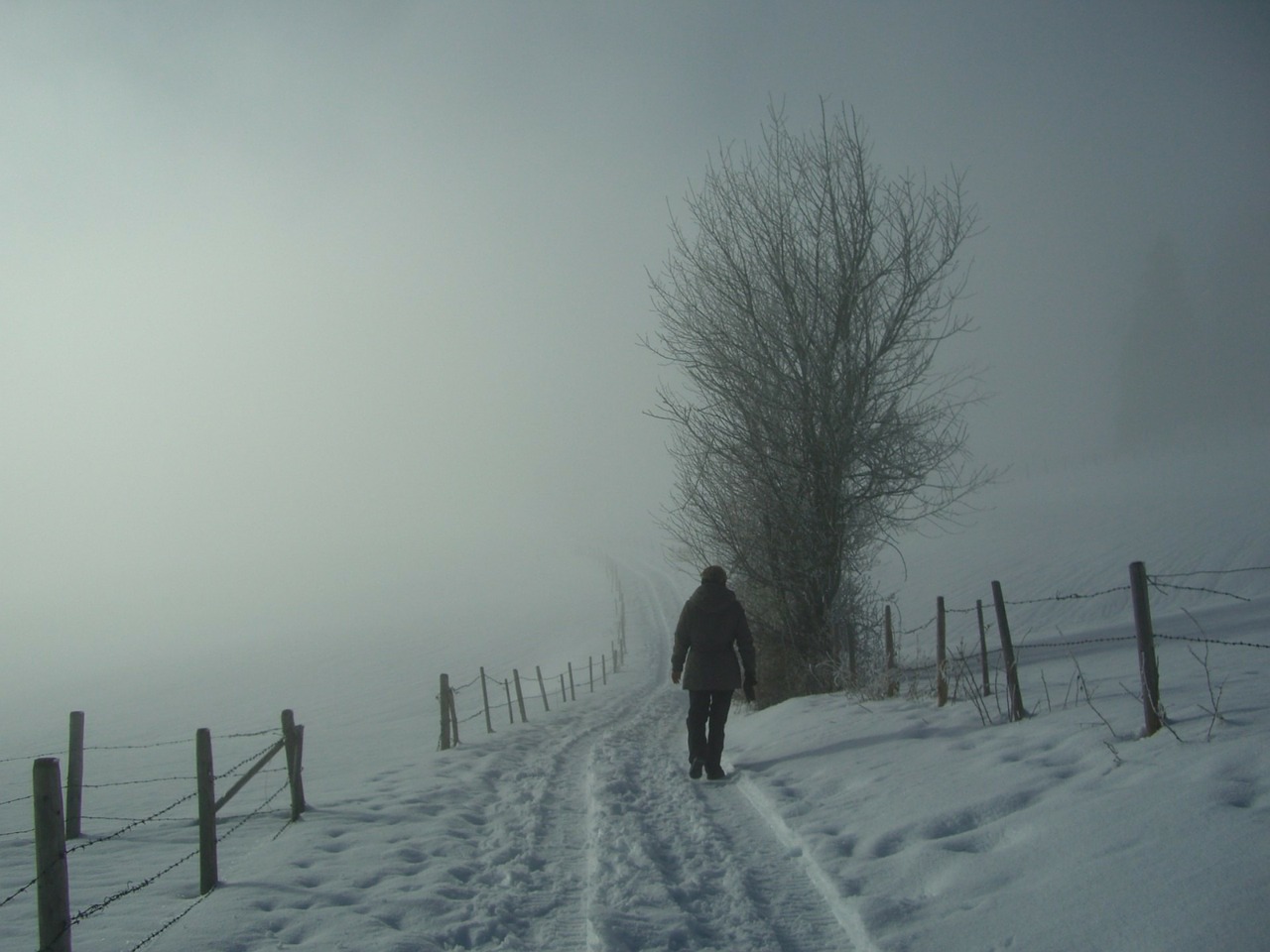 fog wanderer winter free photo