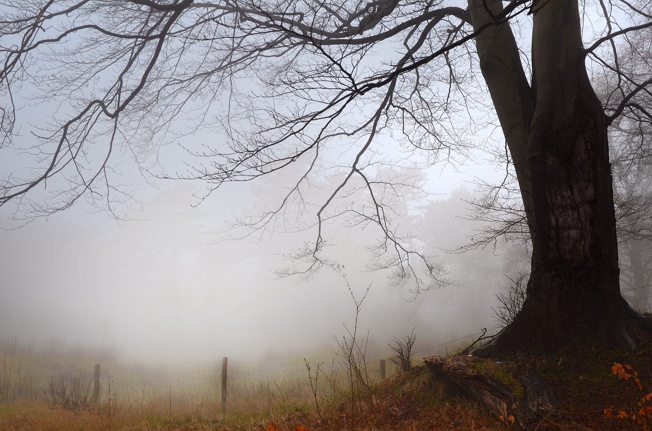 fog tree plant free photo