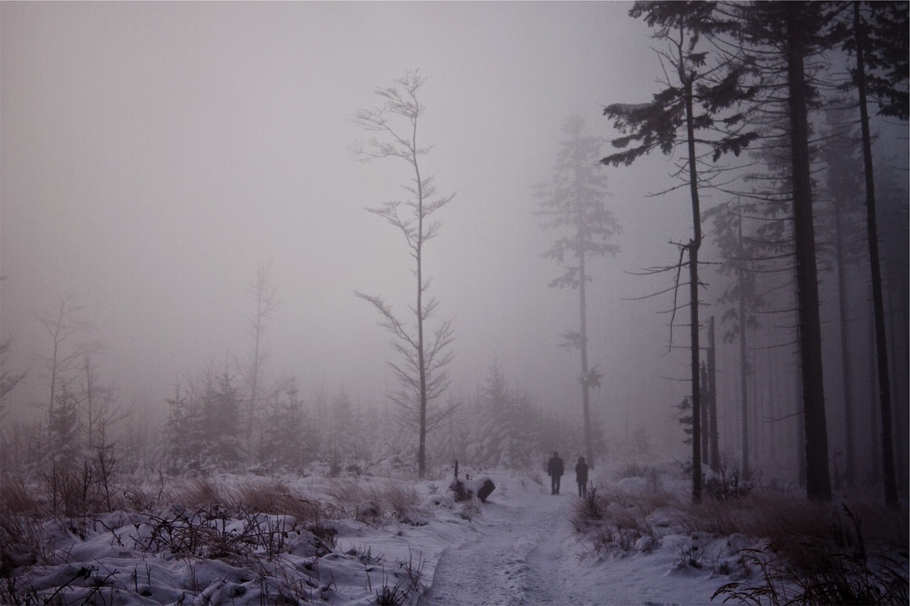 fog trees snow free photo