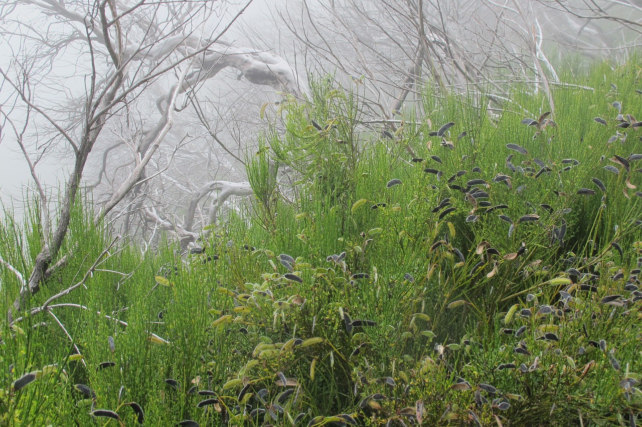 fog green and grey madeira free photo