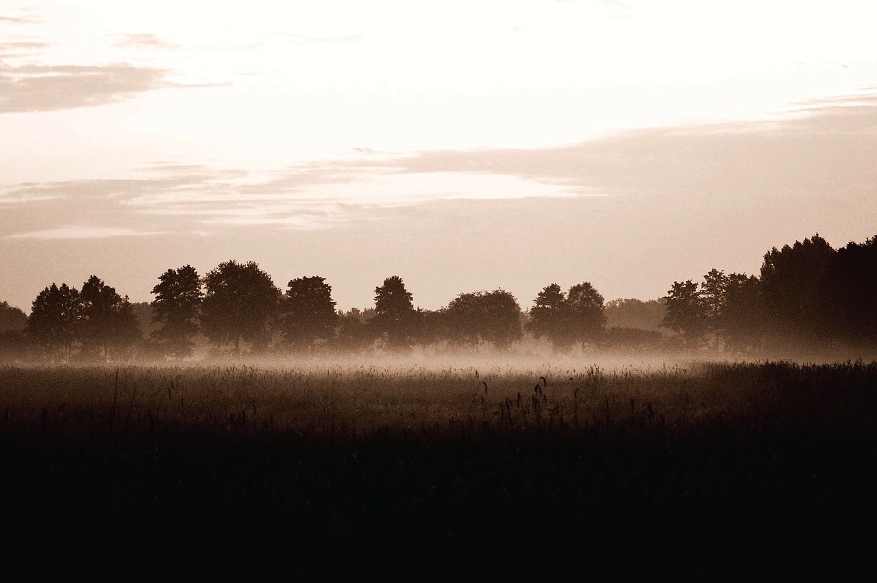 fog abendstimmung evening free photo