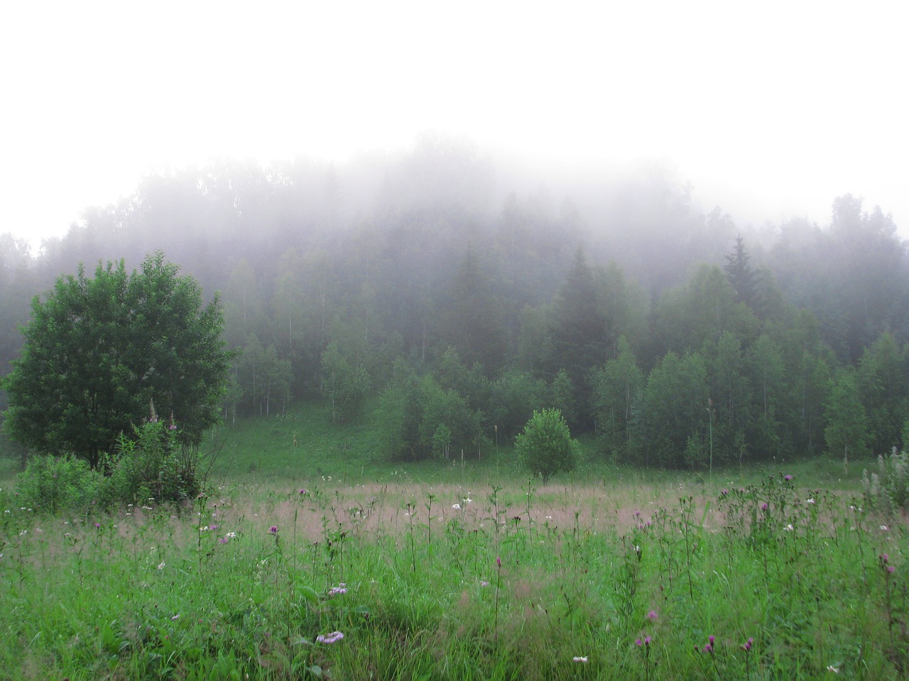 fog forest grass glade free photo