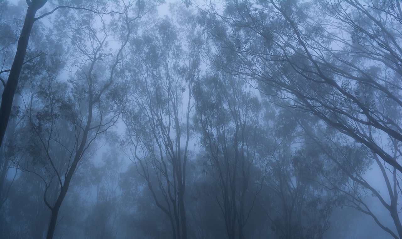 fog trees nature free photo