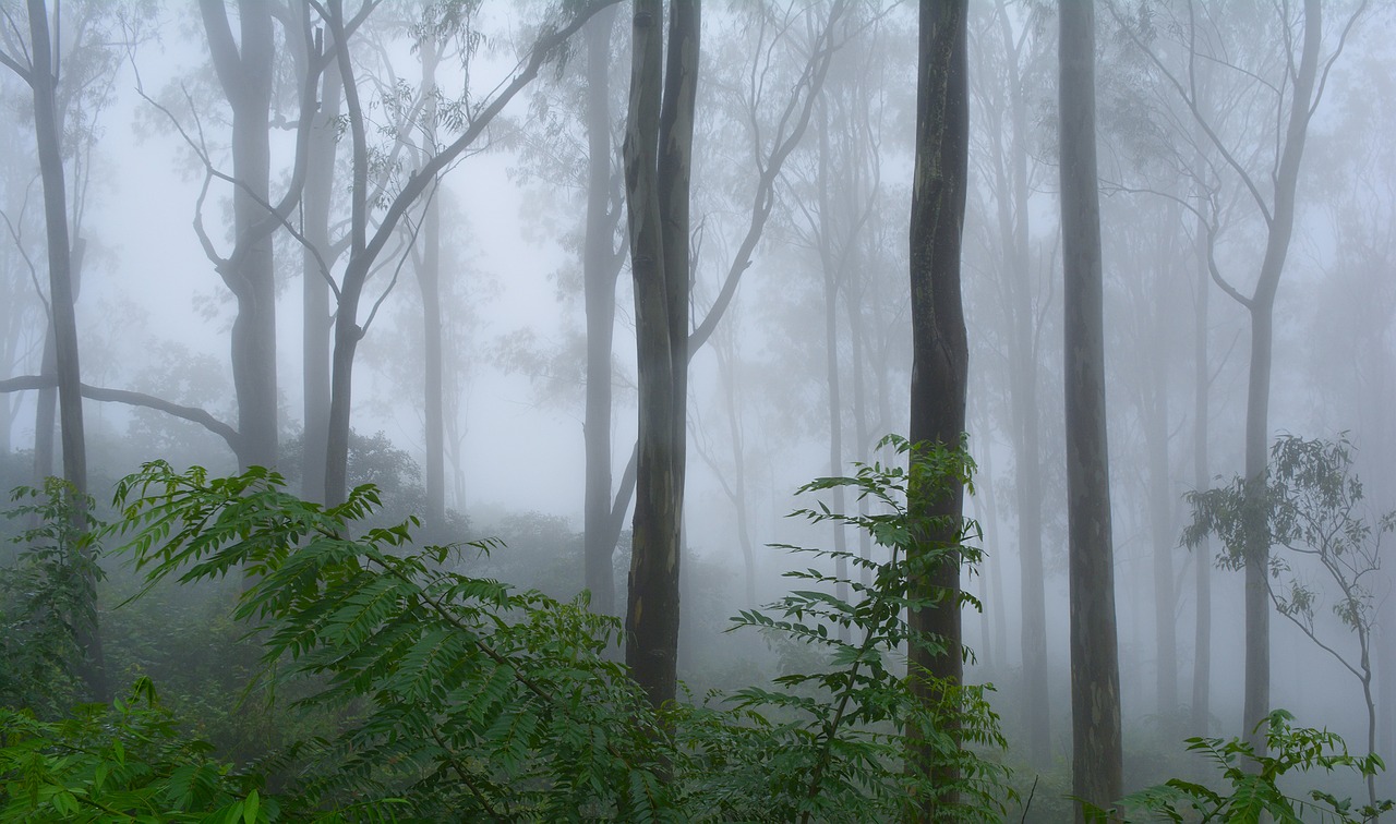 fog trees nature free photo