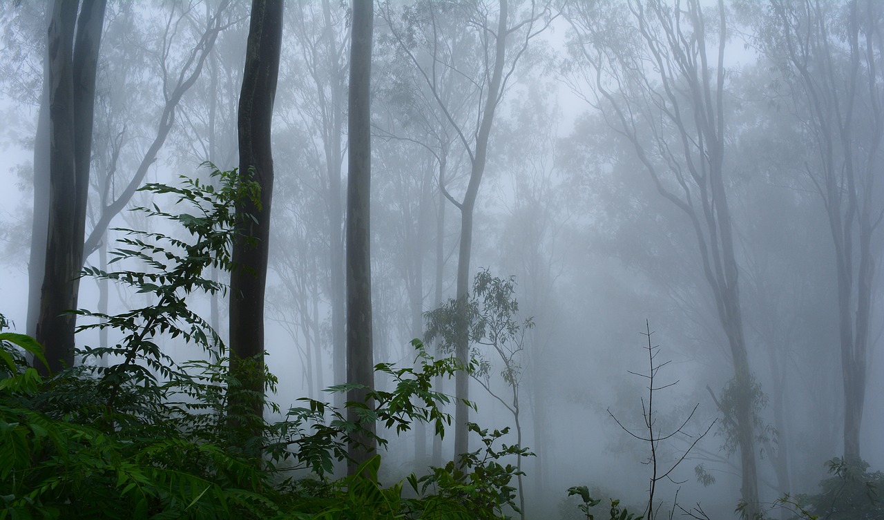 fog trees nature free photo