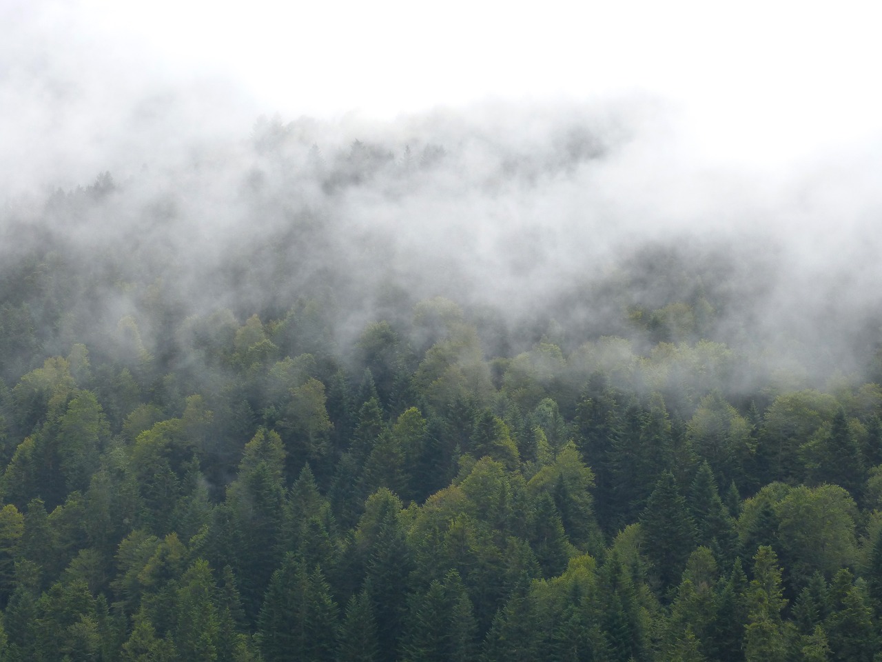 fog forest trees free photo