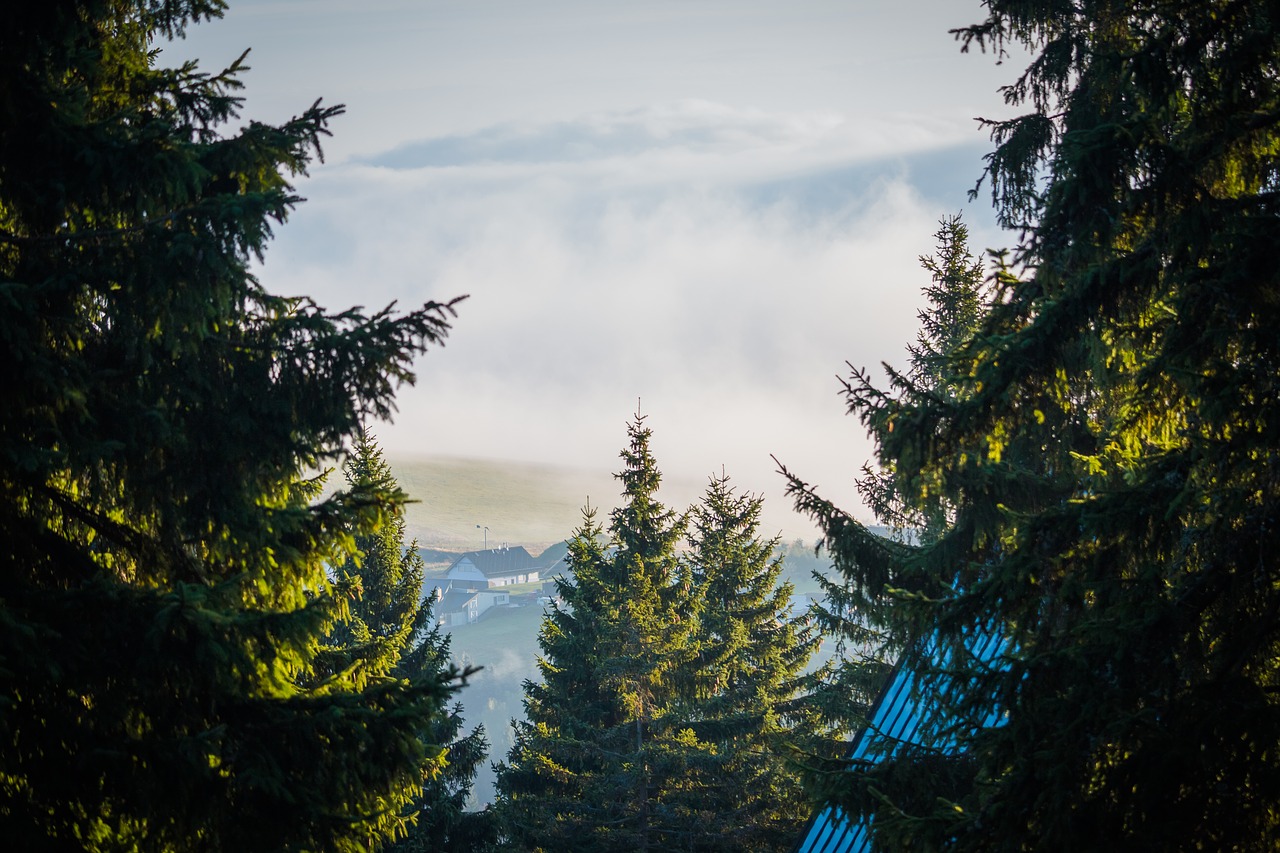 fog clouds trees free photo