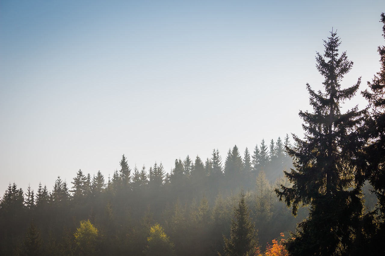 fog clouds trees free photo