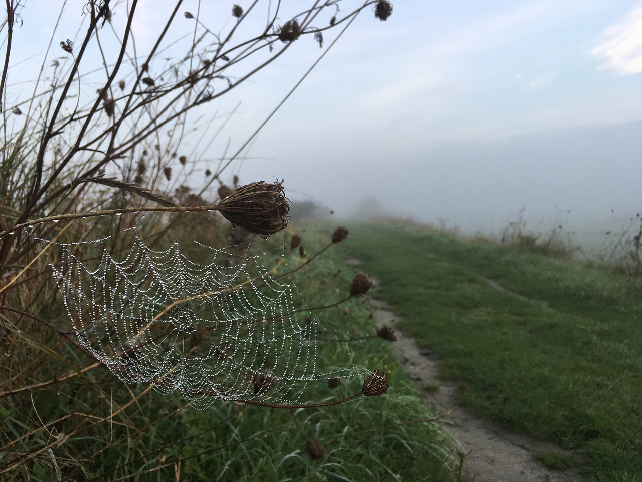 fog grass cobweb free photo